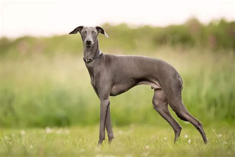 greyhound galgos.